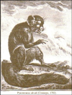 Руконожка Ай-Ай. Соннера, 1782.